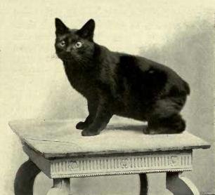 The Manx: The Tailless Socialite (image credits: wikimedia)