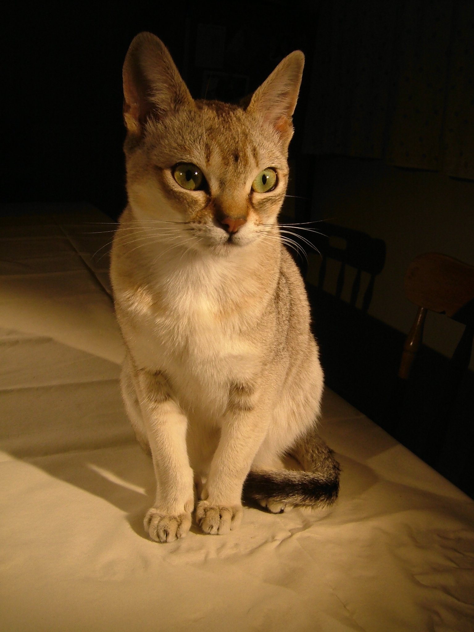 The Singapura: The Tiny Dynamo (image credits: wikimedia)