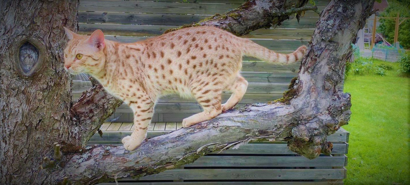 The Ocicat: The Spotted Socialite (image credits: wikimedia)