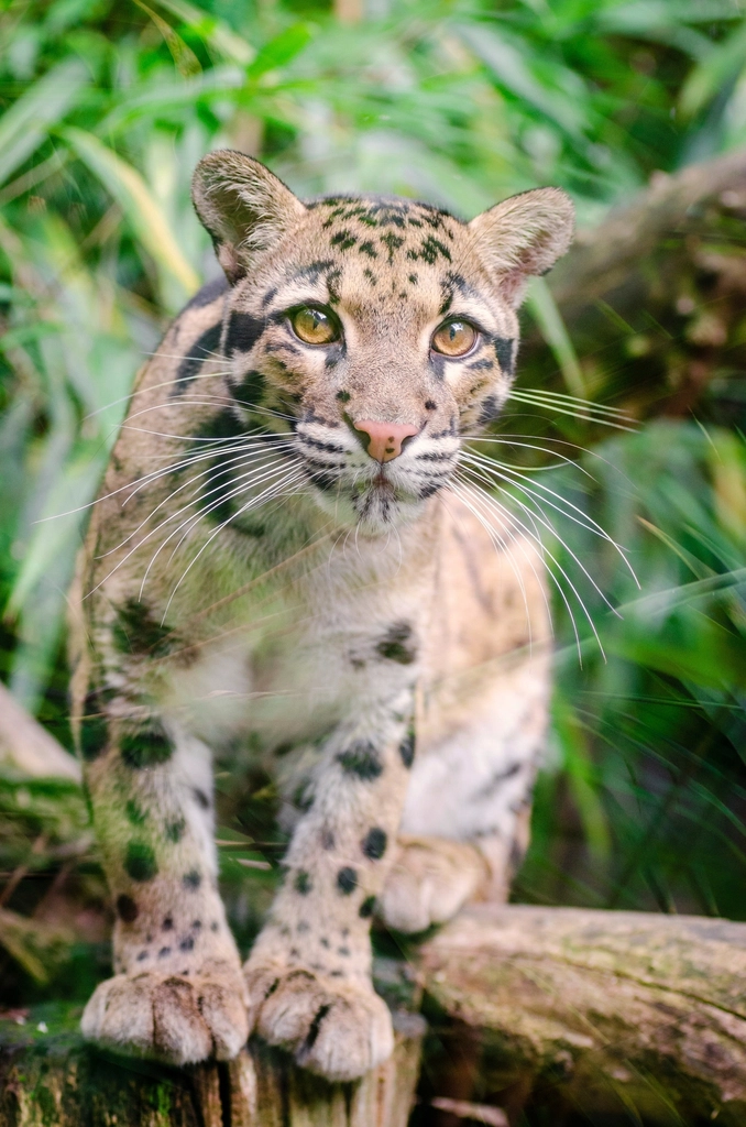 Eyes That Hold Secrets (image credits: rawpixel)