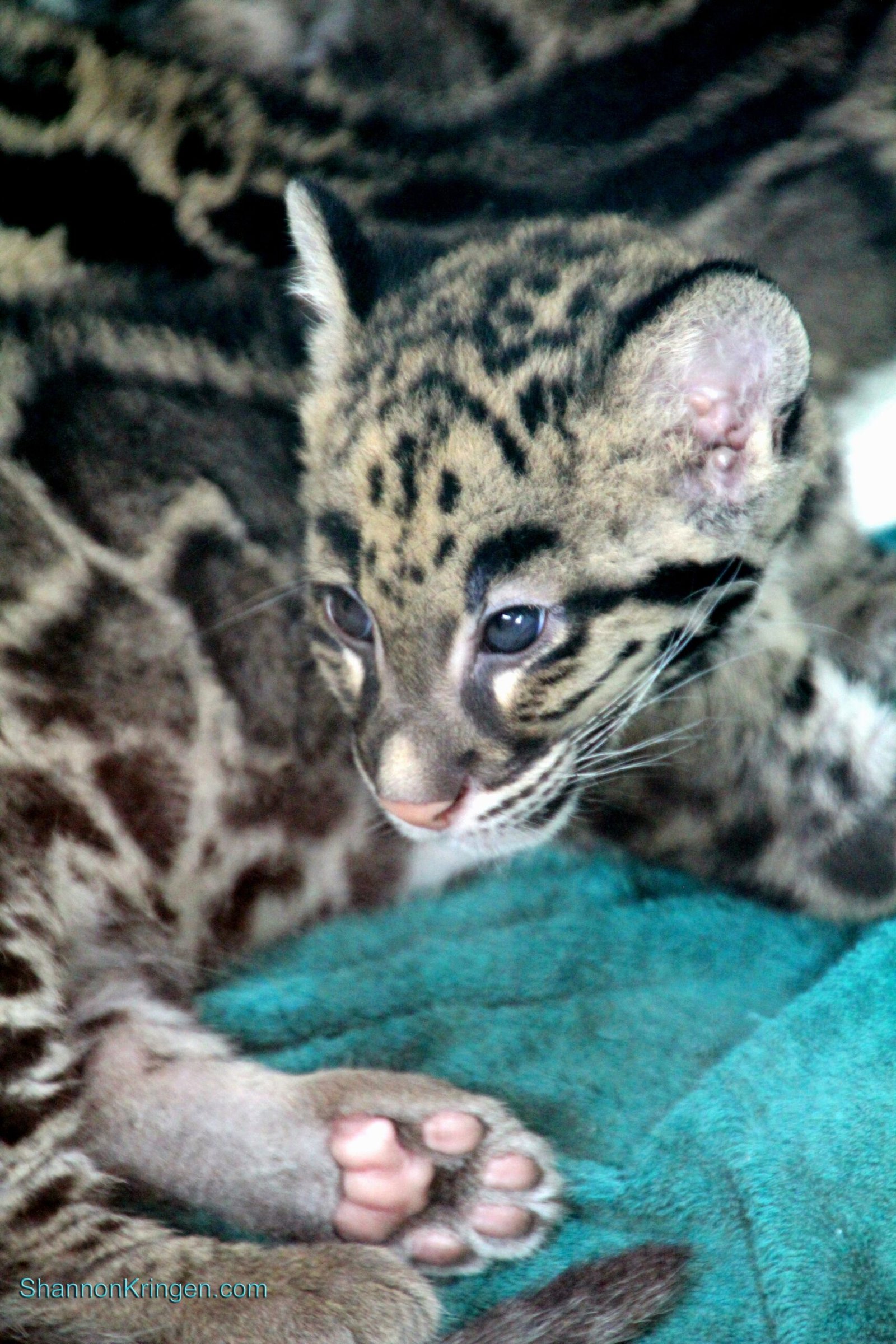 Paws Built for Climbing (image credits: wikimedia)