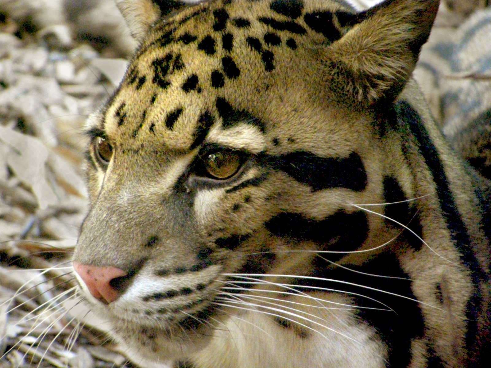 Solitude in the Canopy (image credits: wikimedia)