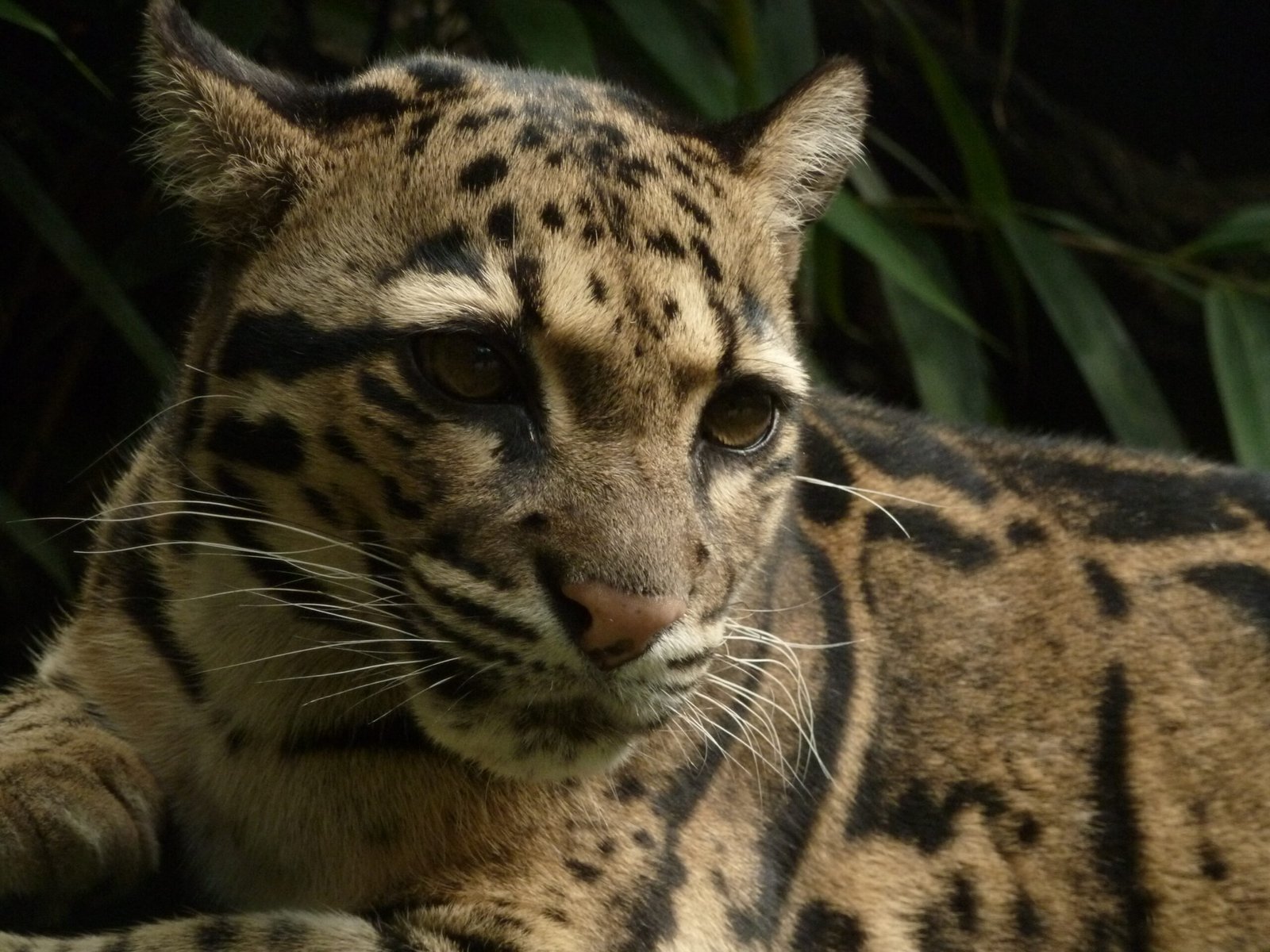 Whiskers That Sense the World (image credits: wikimedia)