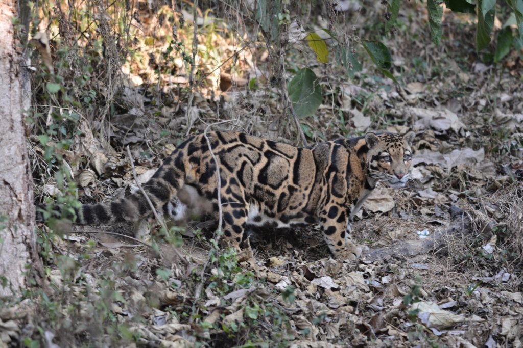 The Threat of Disappearing Forests (image credits: wikimedia)