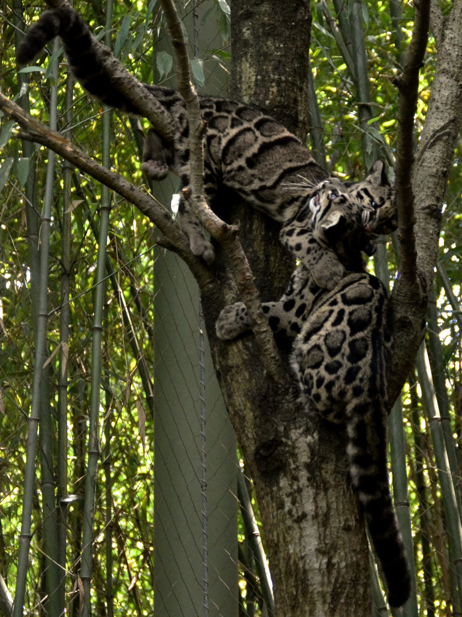 Playfulness Among the Leaves (image credits: wikimedia)