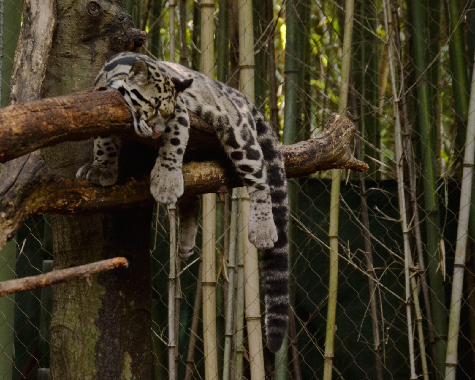 Tree-Dwellers at Heart (image credits: wikimedia)