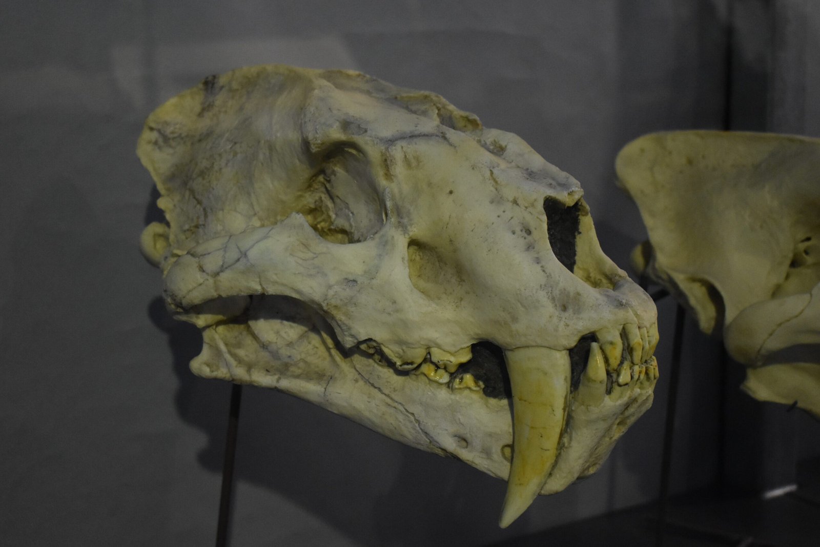 The Original Saber-Tooth: Machairodus (image credits: wikimedia)