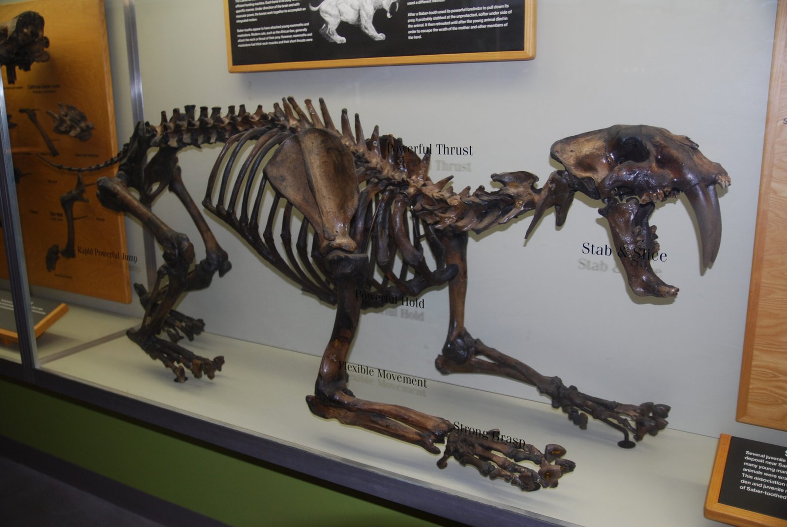 The Bulldog Cat: Megantereon (image credits: wikimedia)