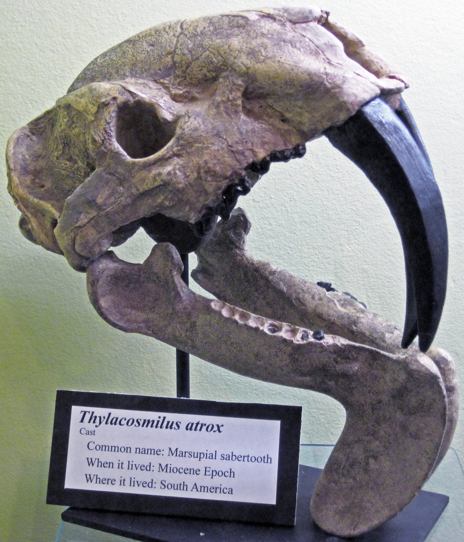 A Cat-Like Impostor: Thylacosmilus (image credits: wikimedia)