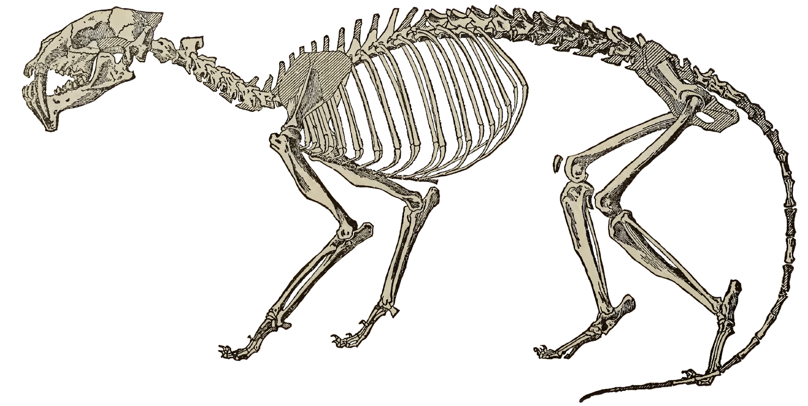 The Nimble Nimravid: Hoplophoneus (image credits: wikimedia)