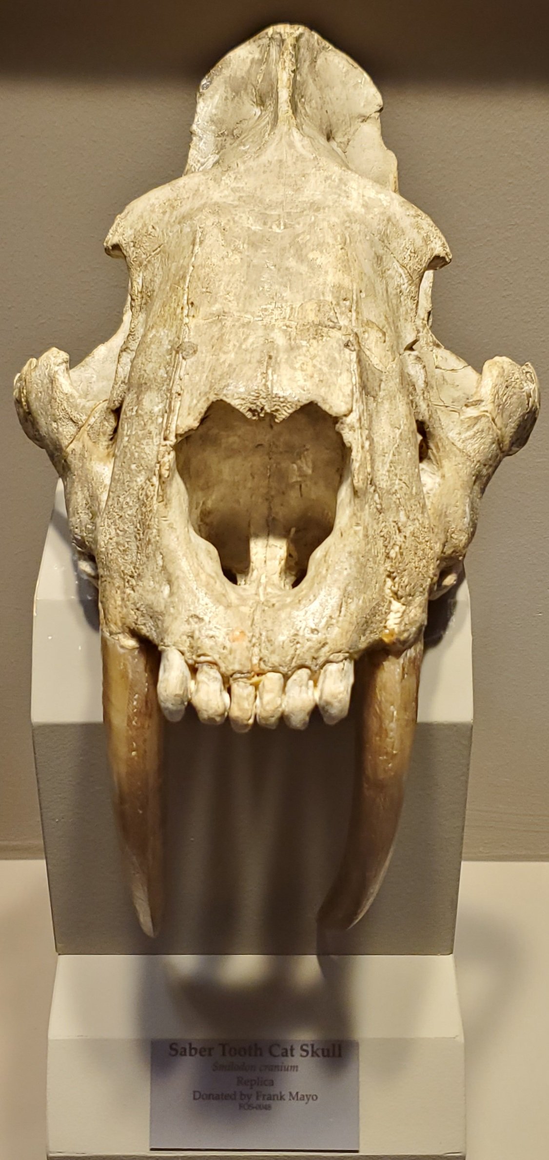 Europe’s Saber-Toothed Survivor: Paramachairodus (image credits: wikimedia)