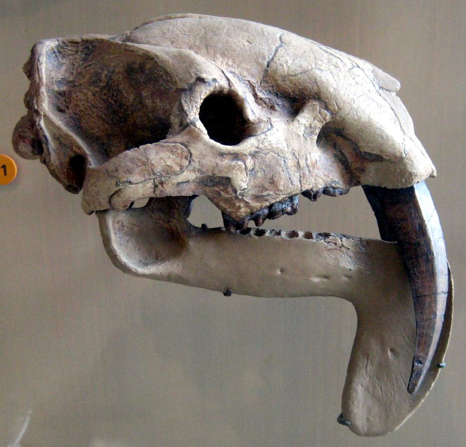 The Saber-Toothed Marsupial: Anachlysictis (image credits: wikimedia)