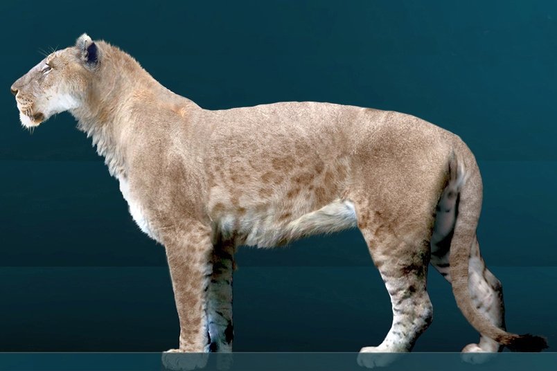 The Last Saber-Tooth: Panthera Atrox (image credits: wikimedia)