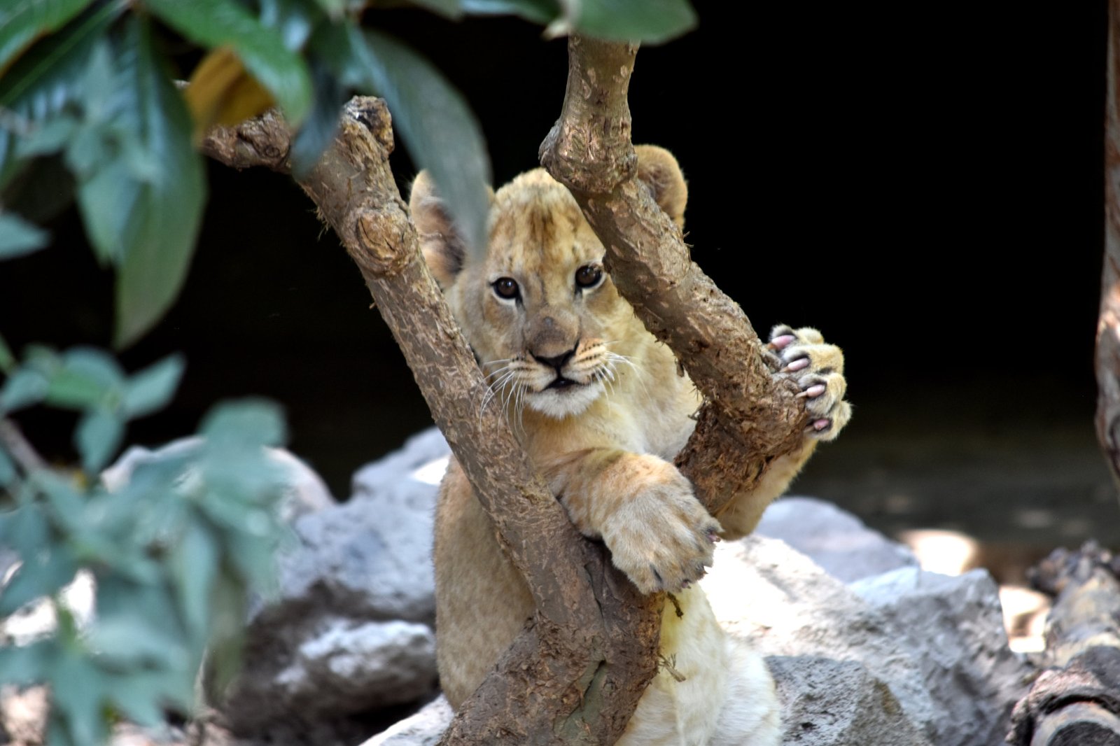 The Smell and Sound of the Savanna (image credits: wikimedia)