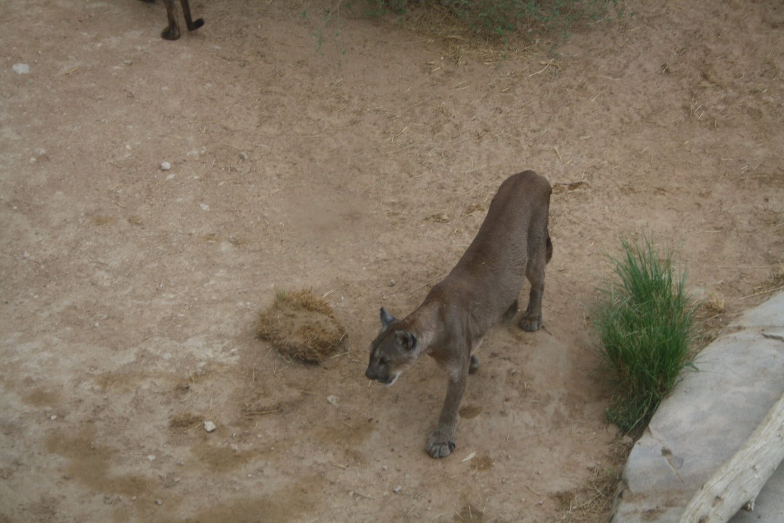 The Art of the Ambush (image credits: wikimedia)