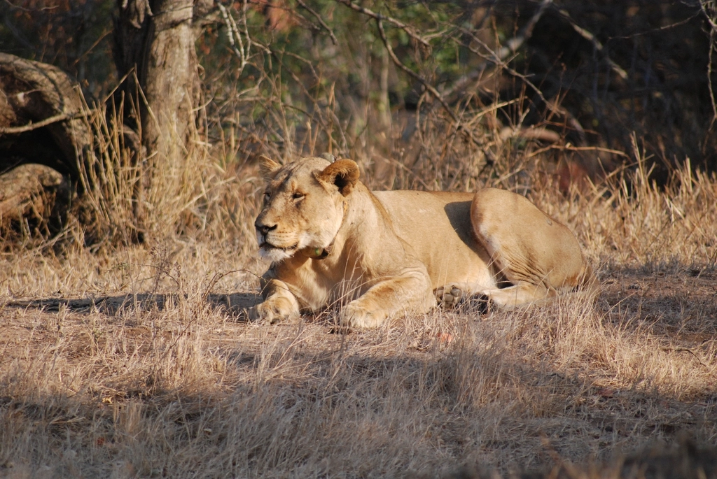 Championing Conservation (image credits: rawpixel)