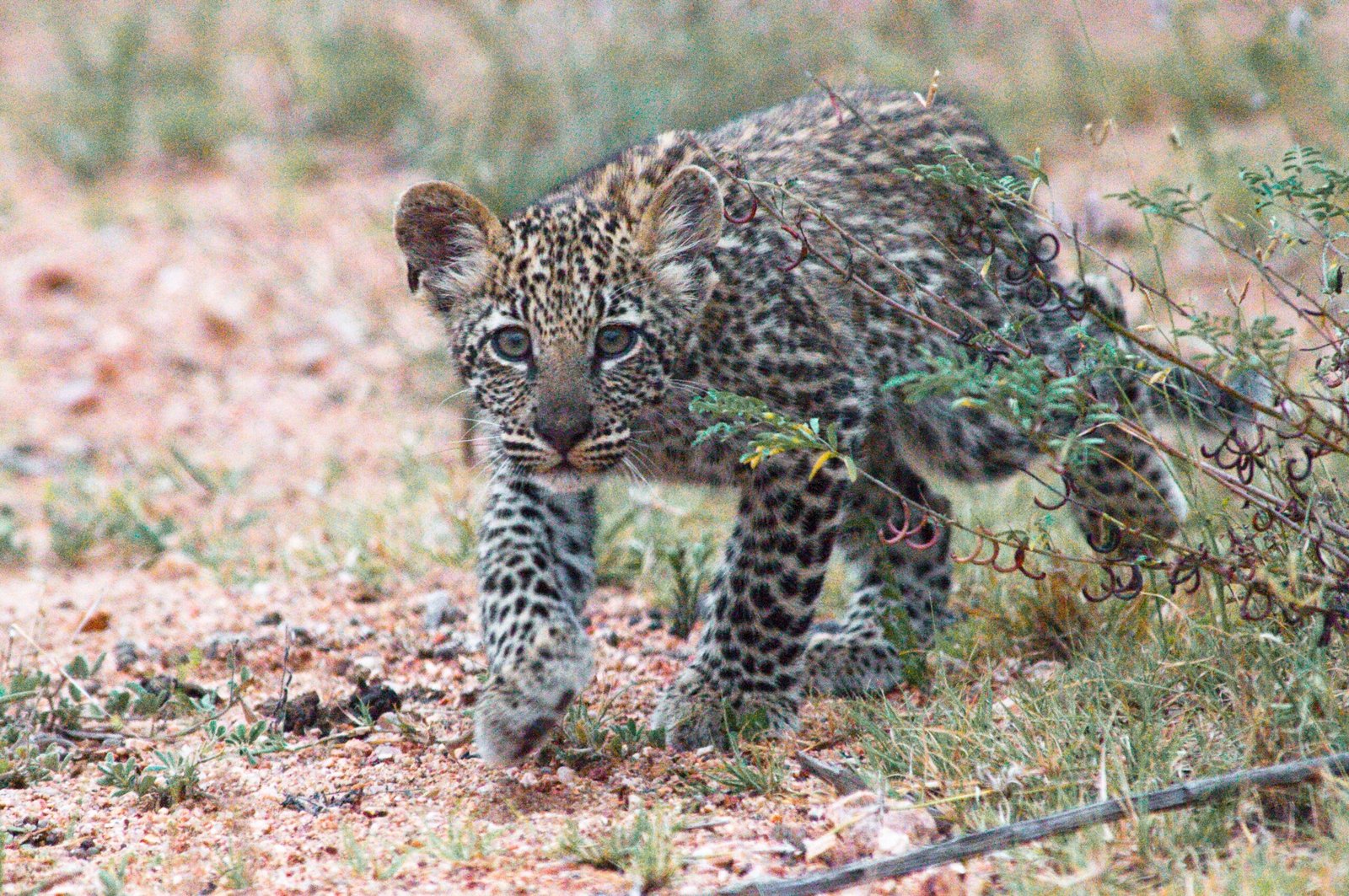 Mastering the Art of Stalking (image credits: wikimedia)