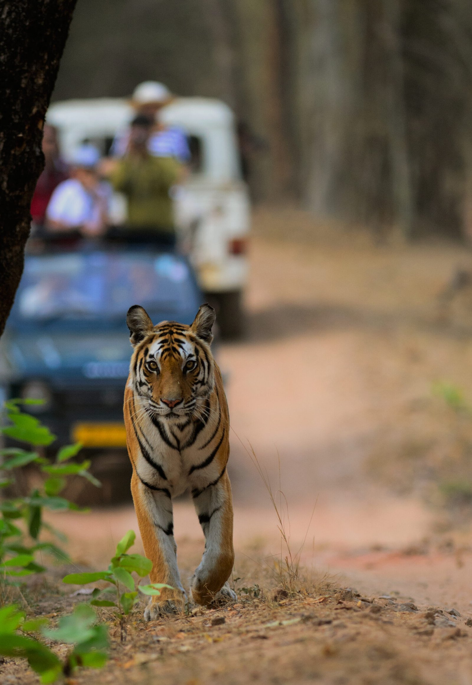 The Bond with Rangers (image credits: wikimedia)