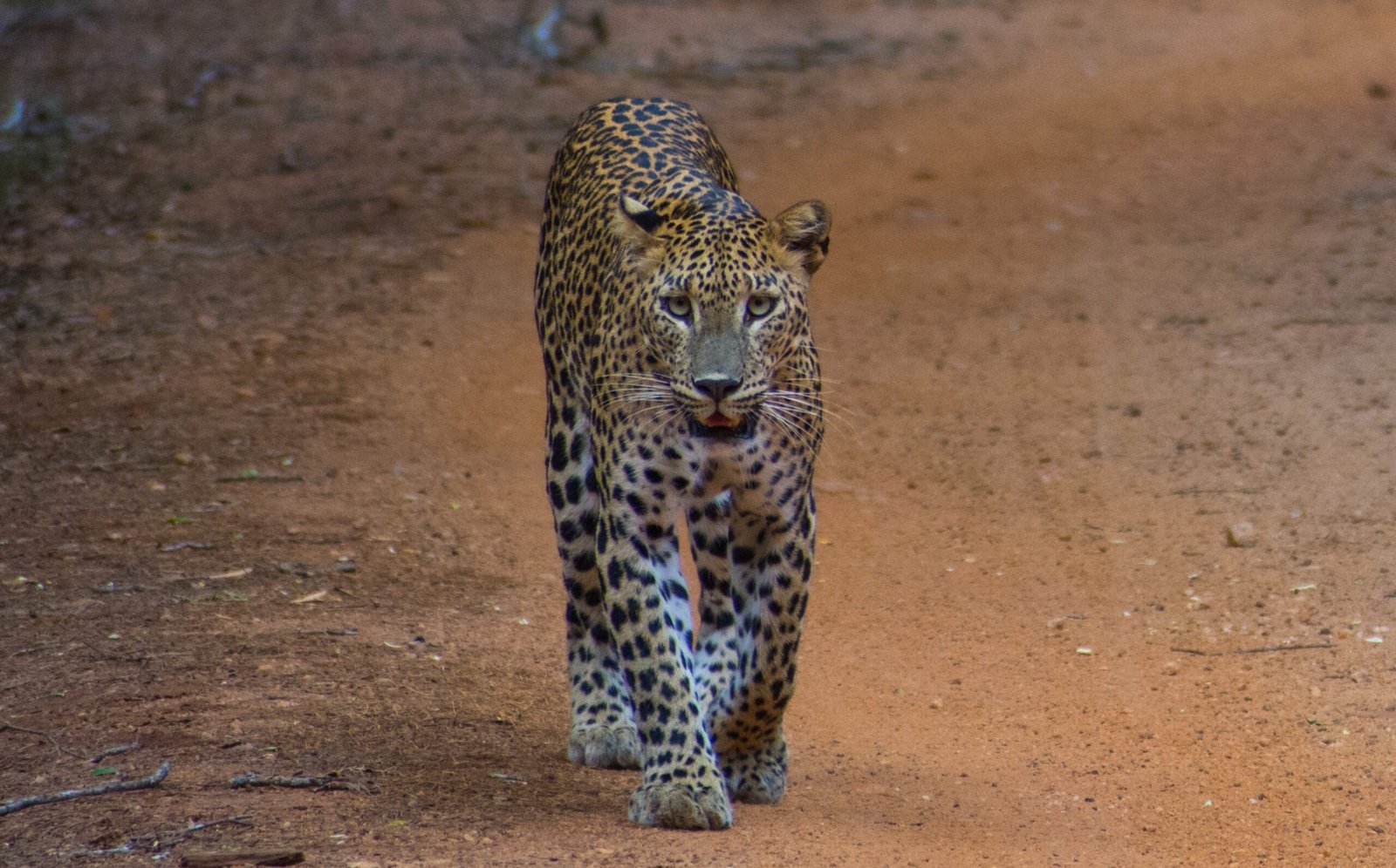 Whispers of the Wind (image credits: wikimedia)