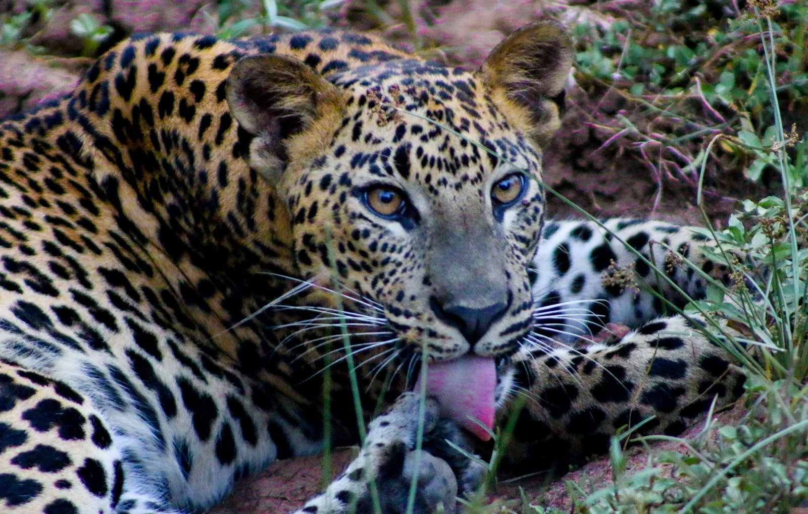 The Colors of the Wild (image credits: wikimedia)