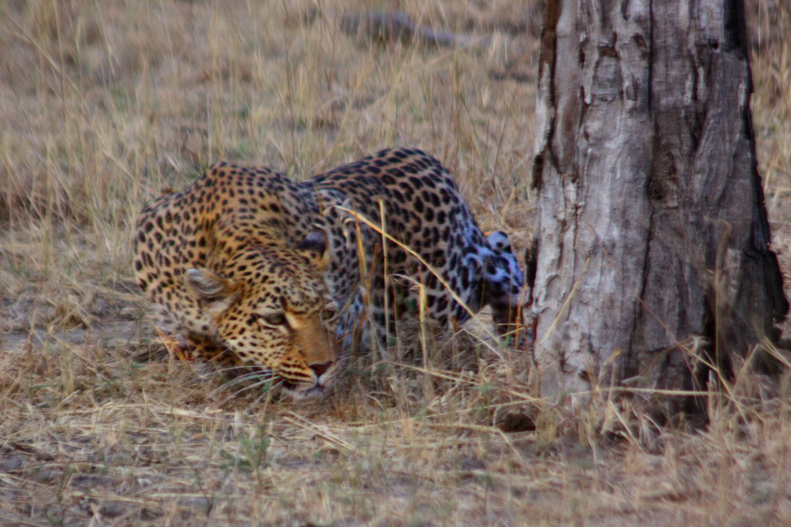 The Art of the Hunt (image credits: wikimedia)