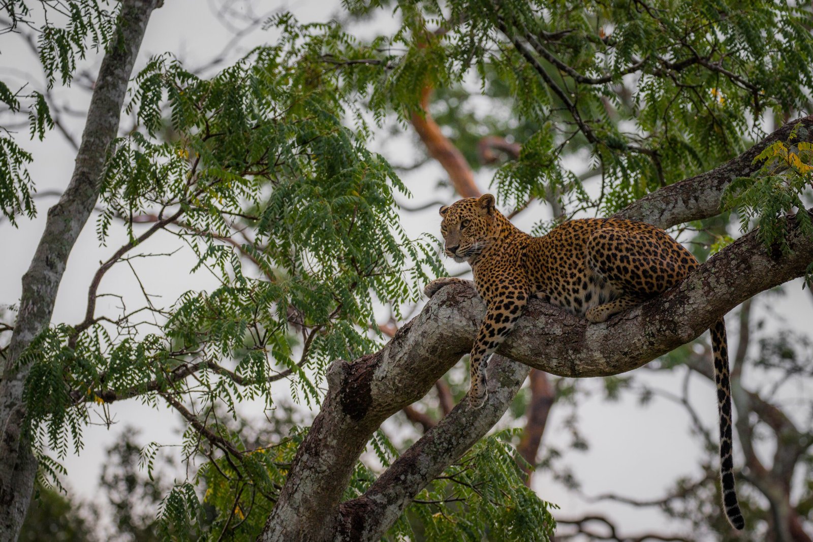 A Future Worth Fighting For (image credits: wikimedia)