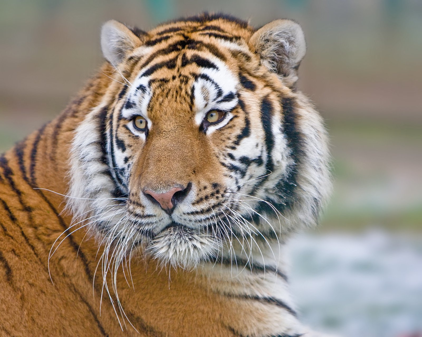 Distinctive Whiskers (image credits: wikimedia)