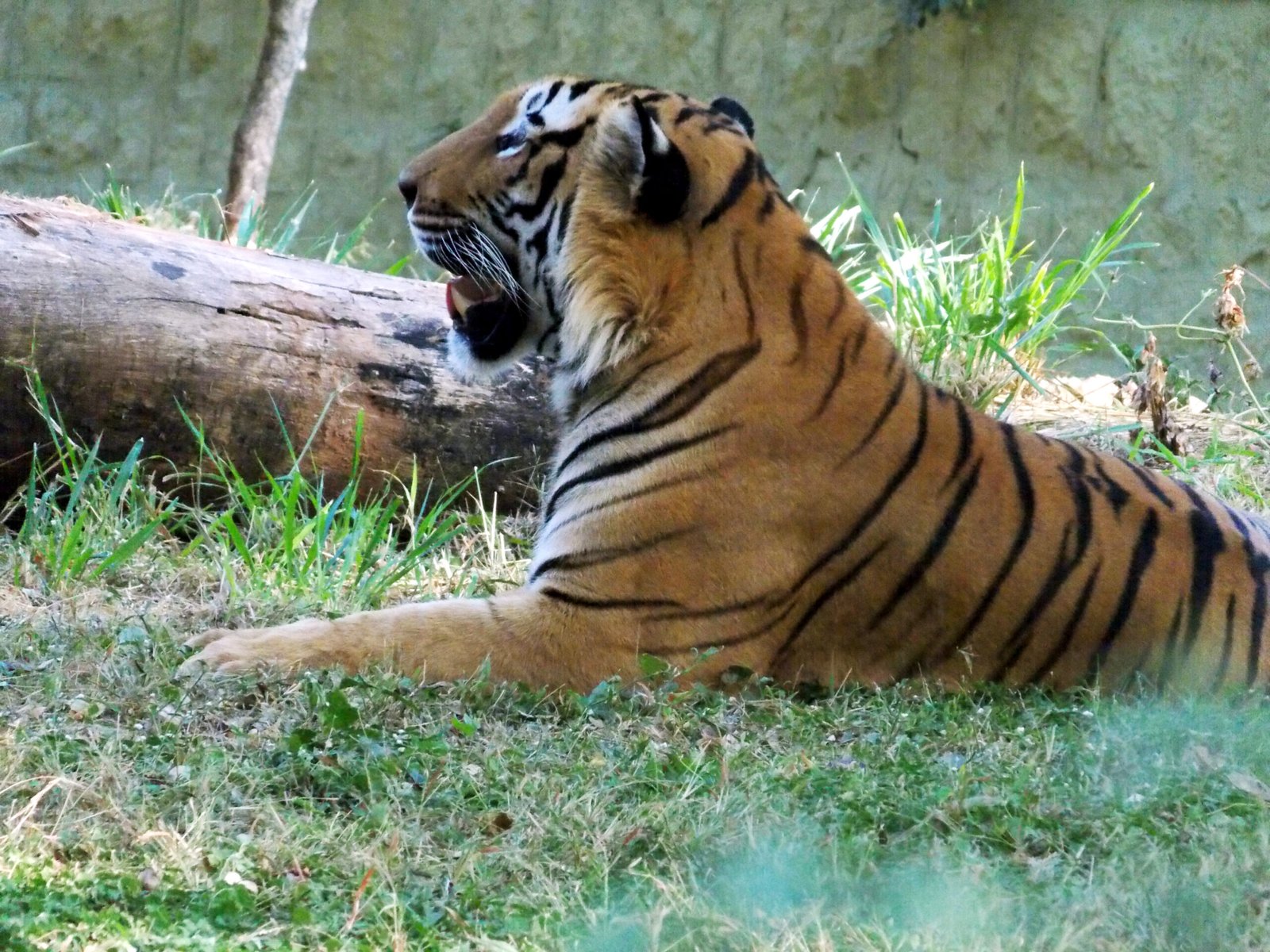 Conservation Warriors (image credits: wikimedia)