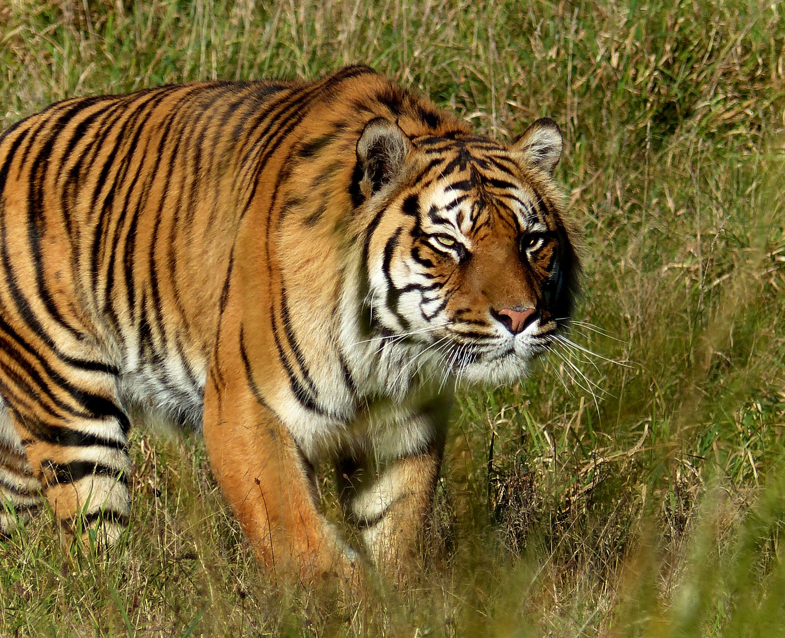 Role in Biodiversity (image credits: wikimedia)