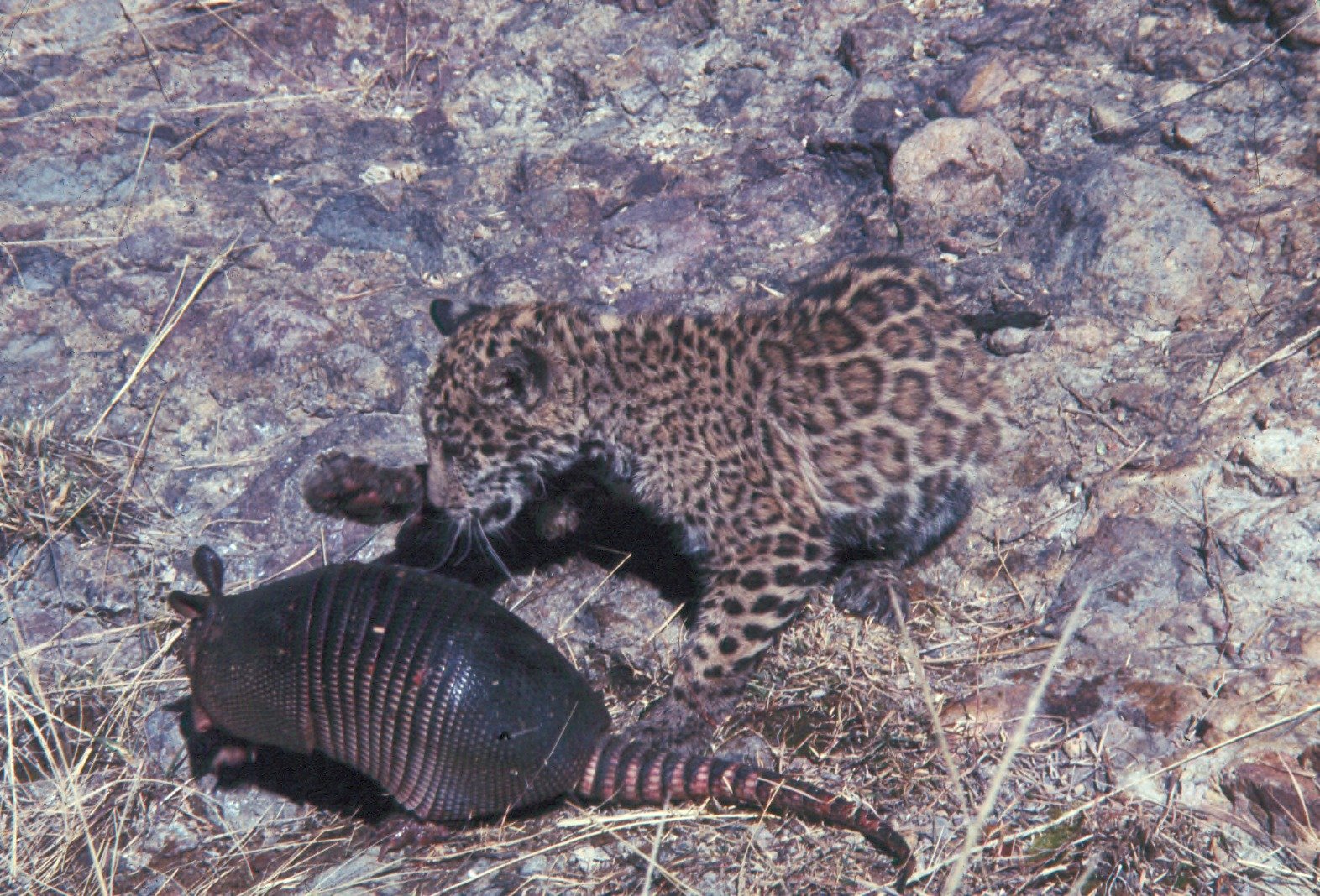 The Cub’s First Swim (image credits: wikimedia)
