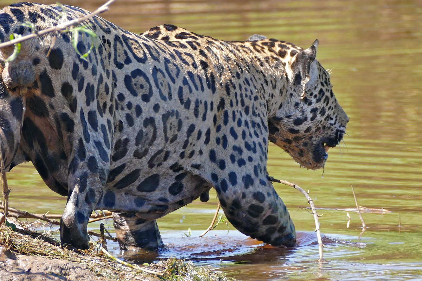 Surviving the Floods (image credits: wikimedia)
