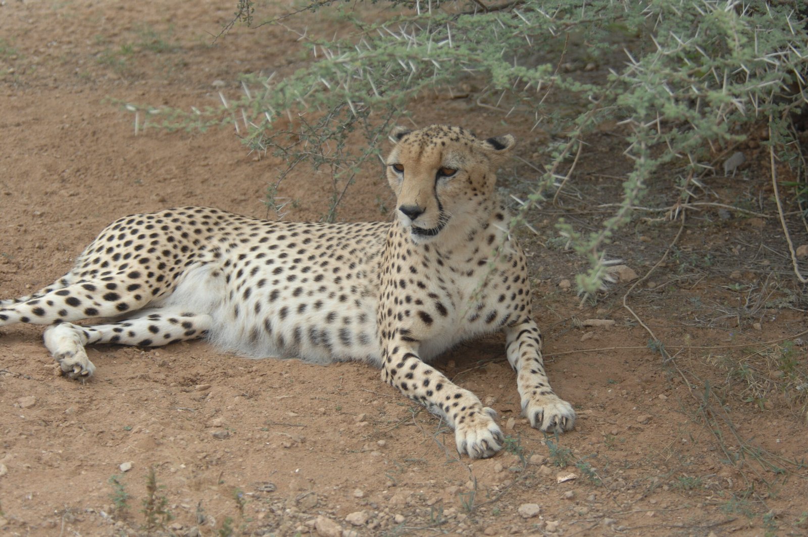 Ghost in the Dunes (image credits: wikimedia)