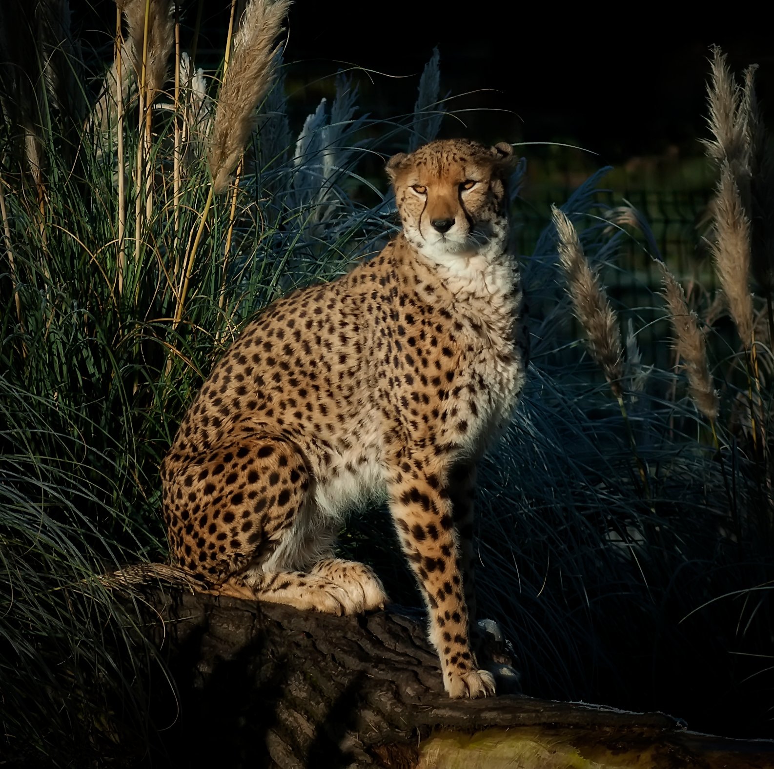 Hunters by Moonlight (image credits: wikimedia)