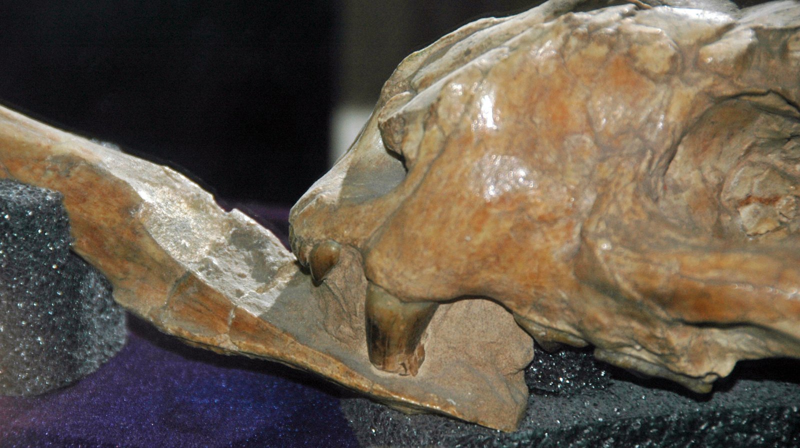 Paramachairodus: The Saber Cat with a Twist (image credits: wikimedia)
