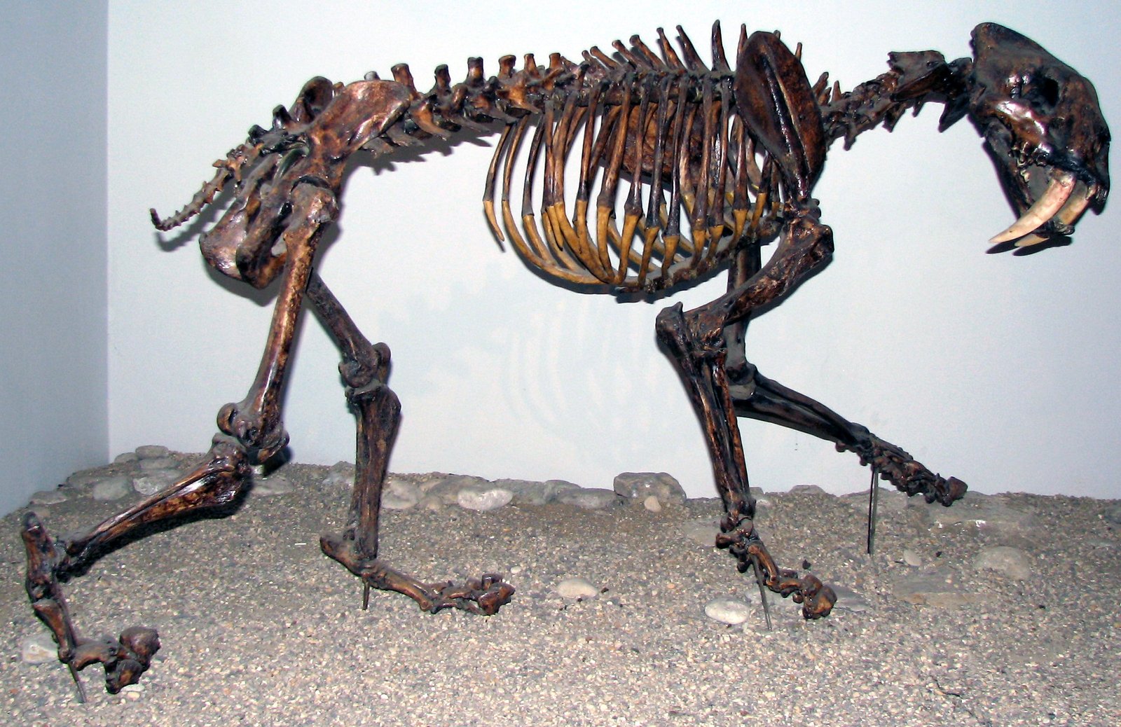 Sivaelurus: The Enigmatic Indian Cat (image credits: wikimedia)