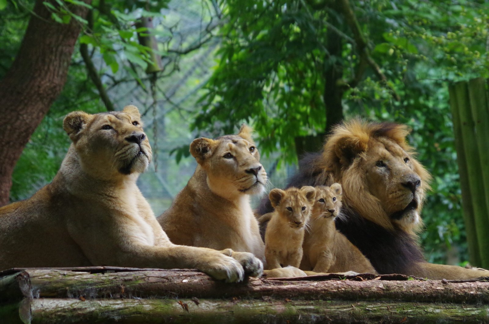 The Pride: Family Comes First (image credits: wikimedia)