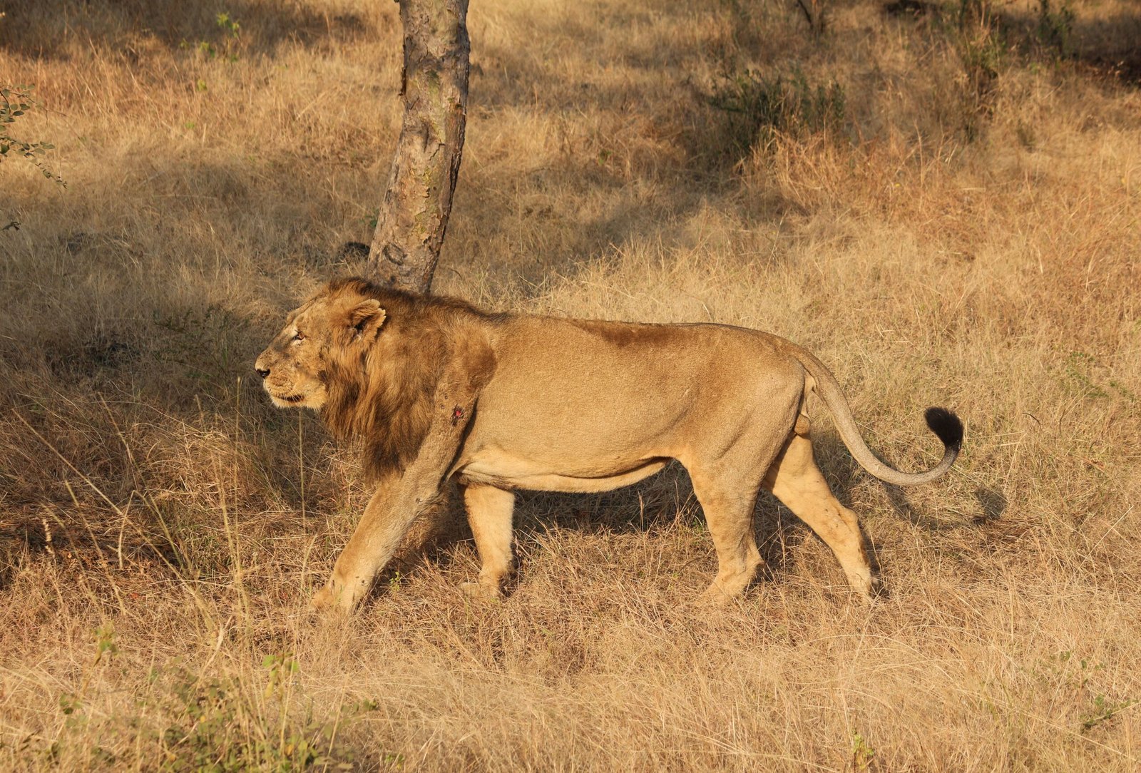 Survival Against the Odds (image credits: wikimedia)