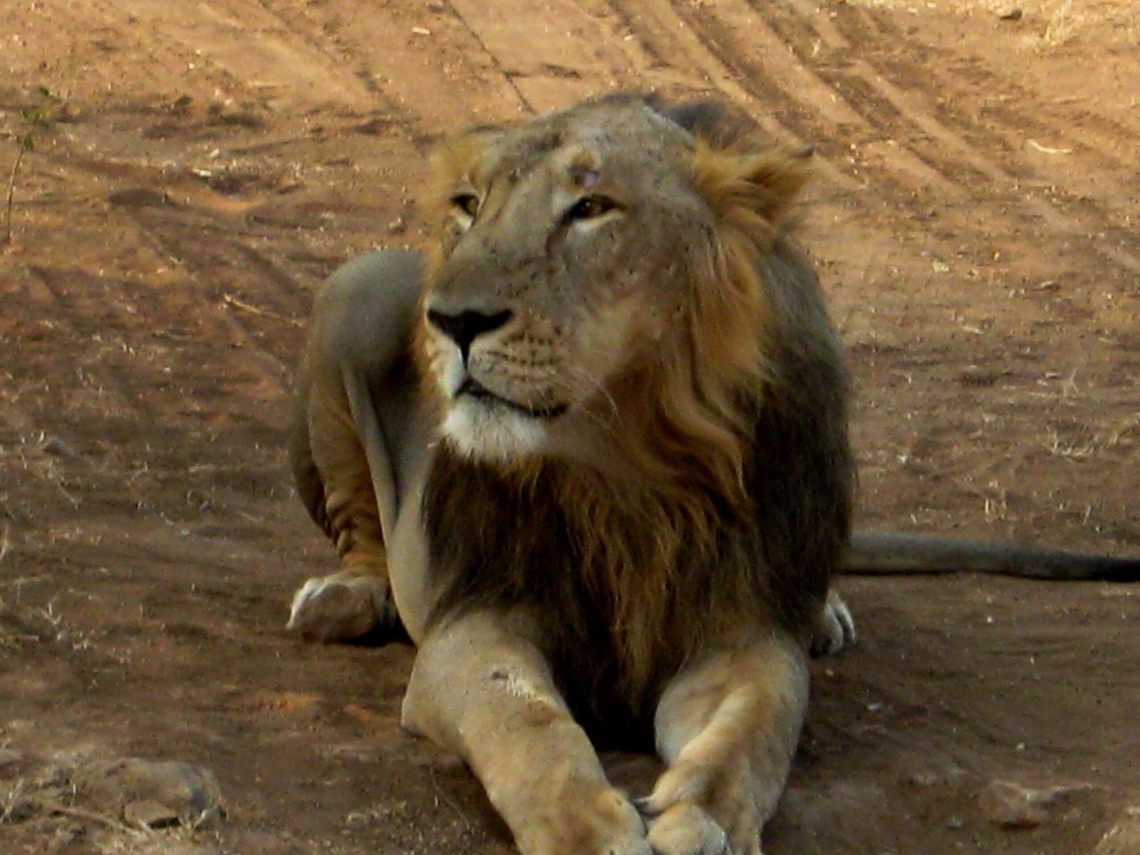 The Sacred Lion (image credits: wikimedia)