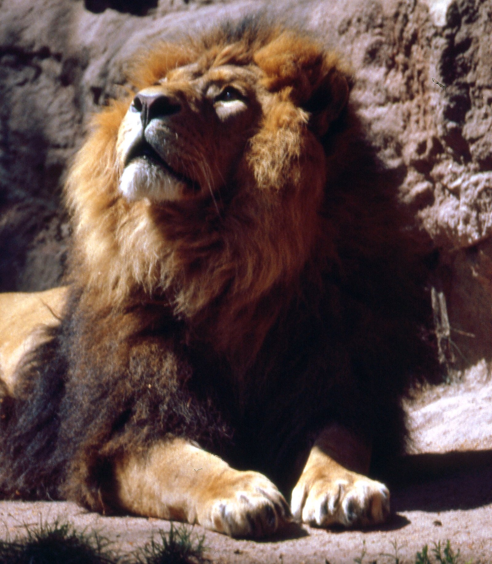 Royal Manes and Gentle Faces (image credits: wikimedia)