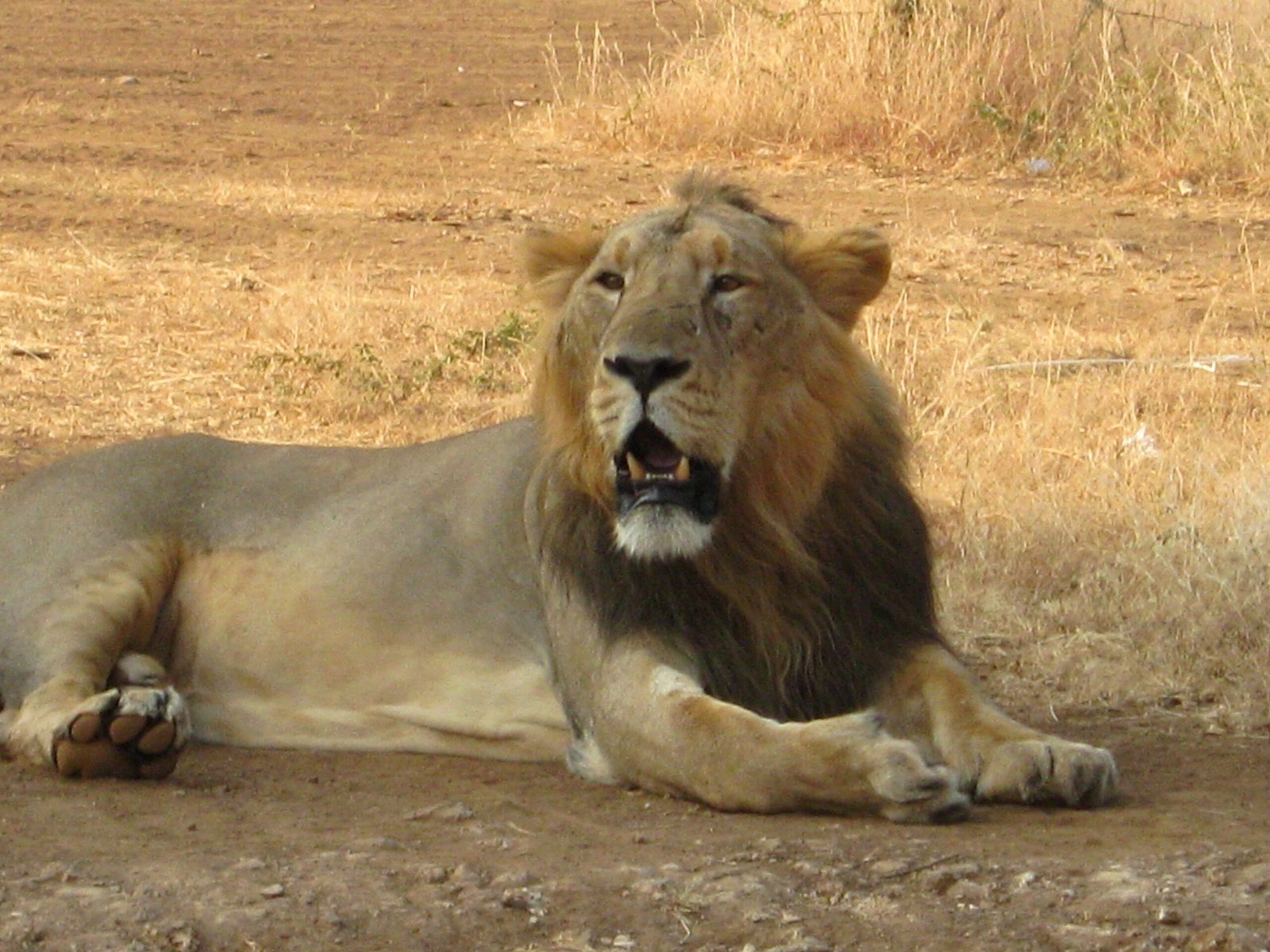 The Challenge of Coexistence (image credits: wikimedia)