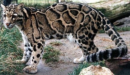 Cloud-Like Spots: Nature’s Masterpiece (image credits: wikimedia)