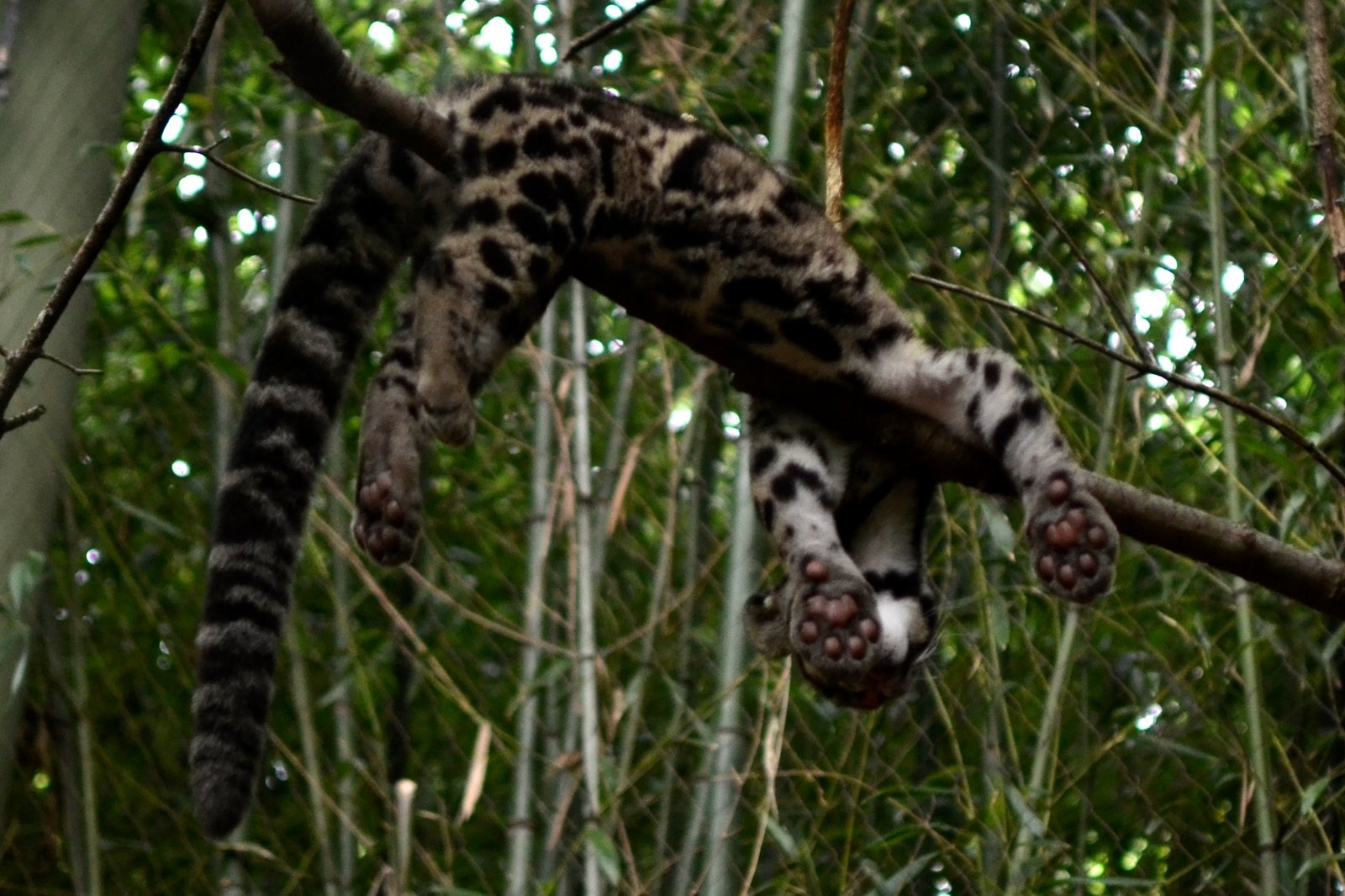 Masters of the Trees (image credits: wikimedia)