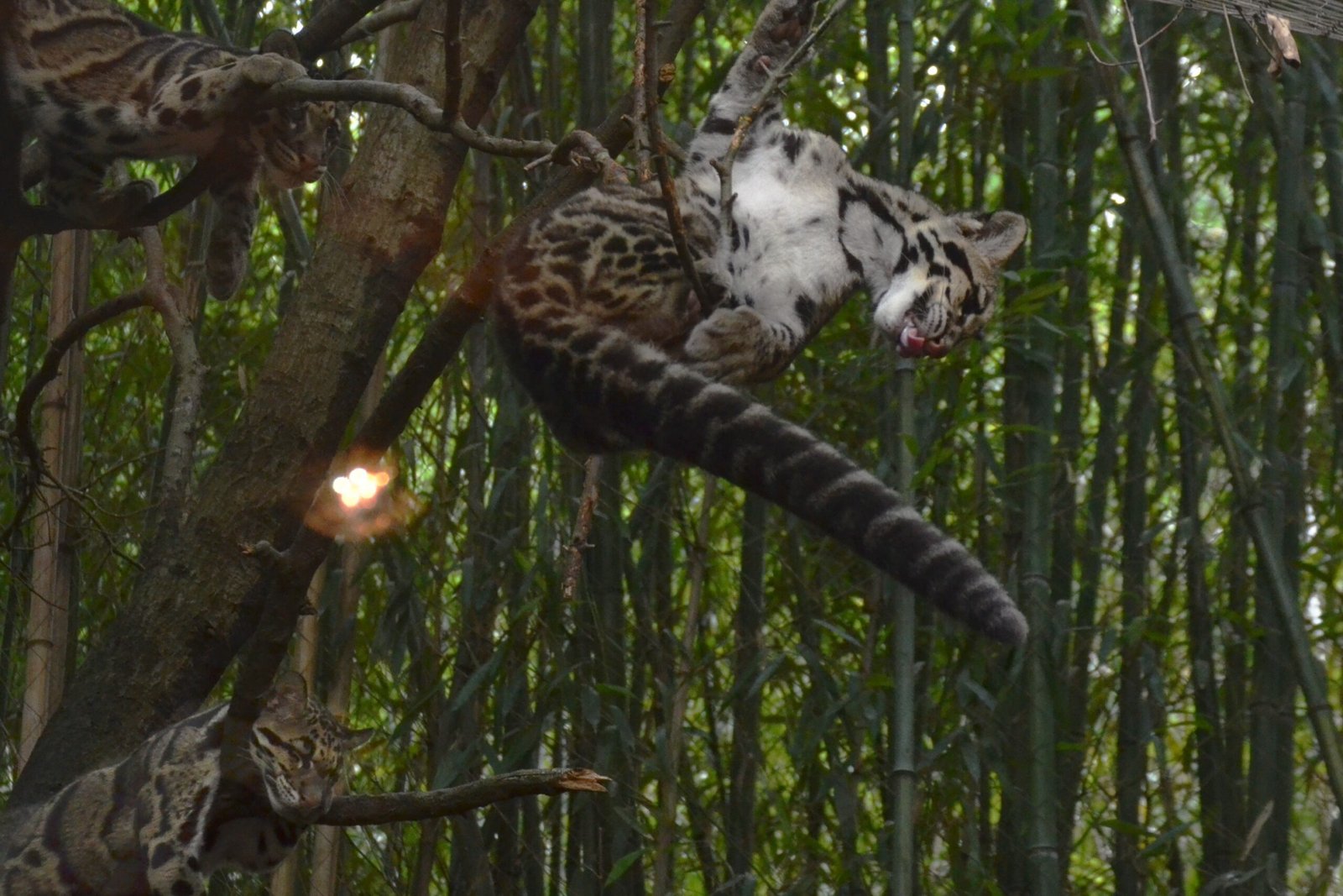 Tree-Tail Balancing Act (image credits: wikimedia)
