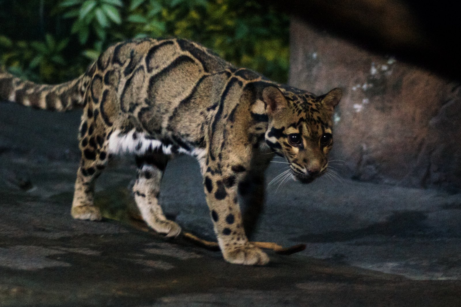 The Softest Walk (image credits: wikimedia)