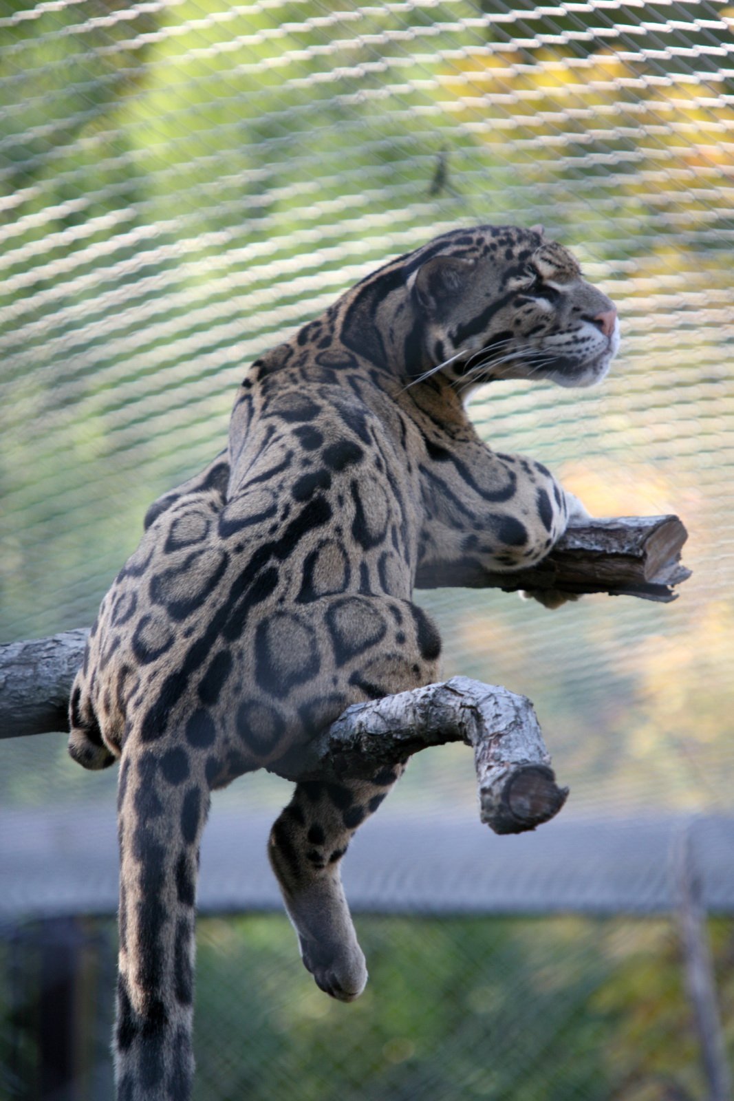 Vulnerable Yet Resilient (image credits: wikimedia)