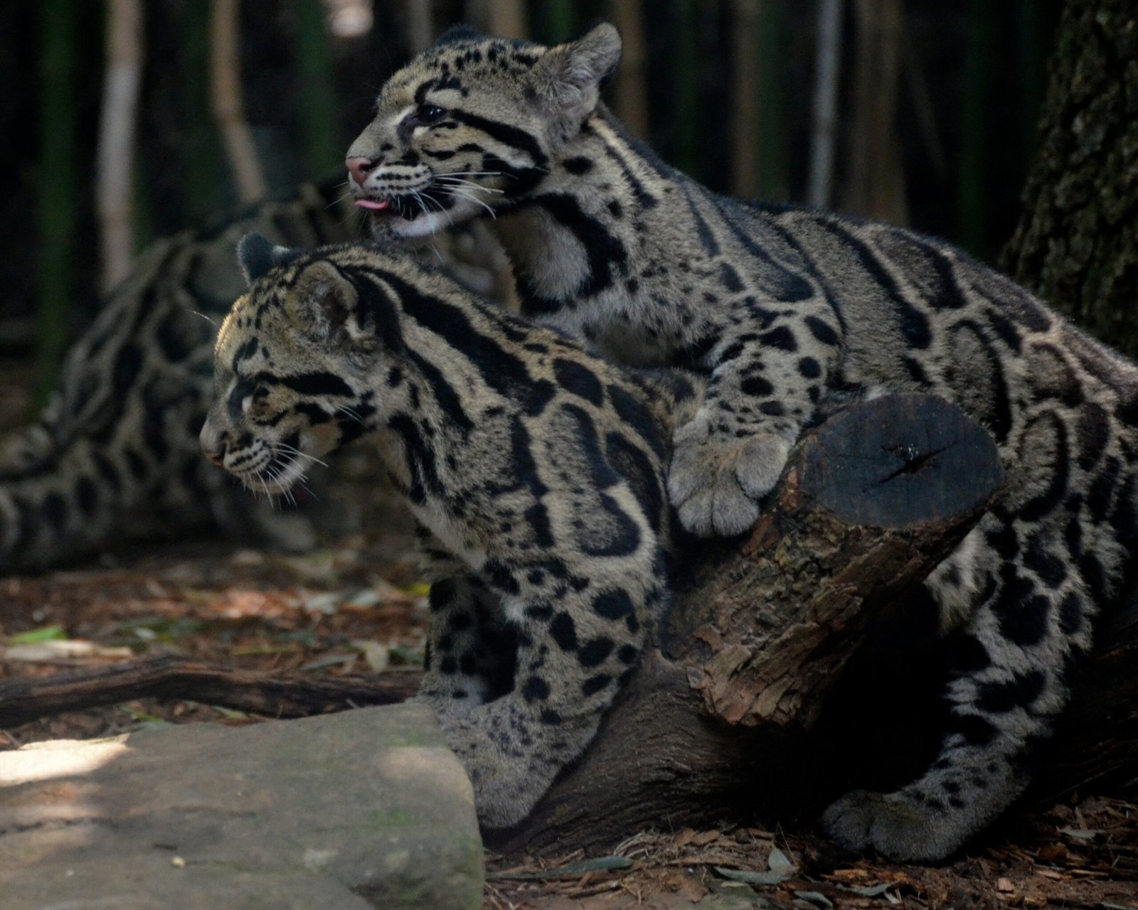 Playful Cubs, Fierce Futures (image credits: wikimedia)