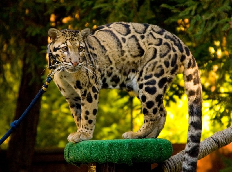 Glimpses on Camera Traps (image credits: wikimedia)