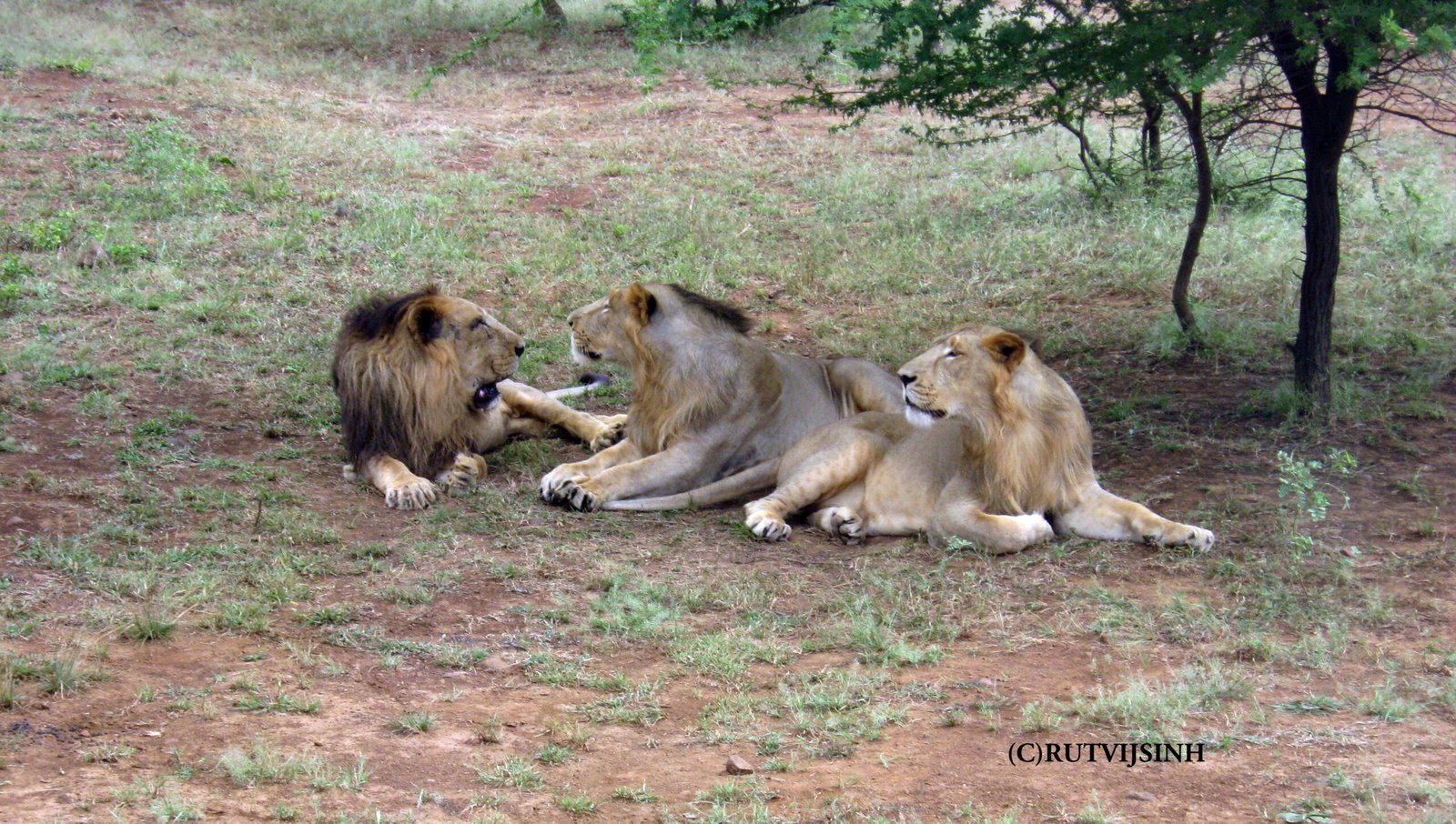 Coalition Legends: Famous Teams in the Wild (image credits: wikimedia)