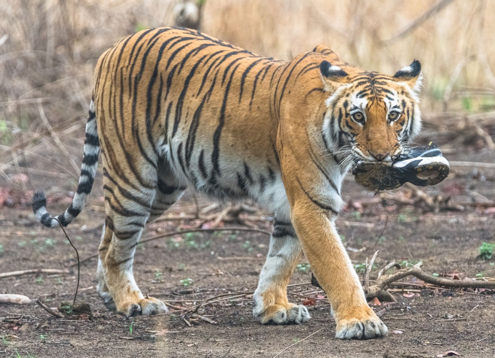 Tigers on the Move in Farmlands (image credits: wikimedia)