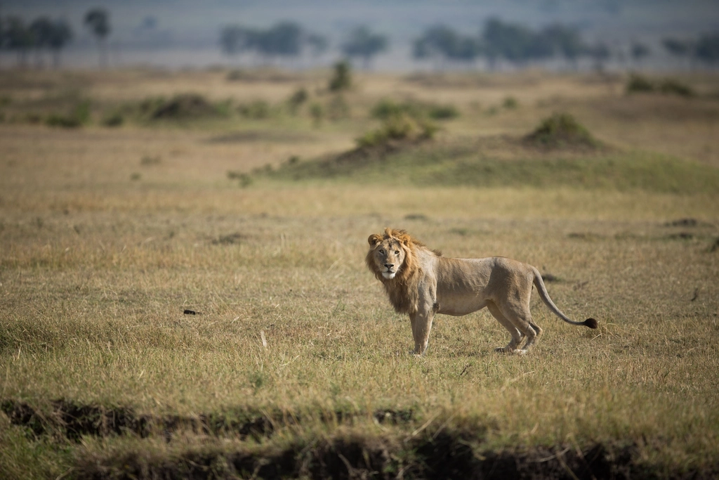 Lions Roaming Community Lands (image credits: rawpixel)